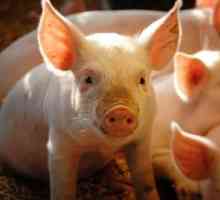 Premix za svinje - temelj zdravog rasta i razvoja ružičaste mrlje