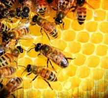 Pripreme za pčele: sorte, indikacije za uporabu, recenzije pčelara