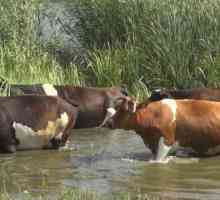 Uzroci izgleda i liječenja bradavica kod krava na vimenu