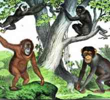 Primati - kakva obitelj? Redoslijed primata i njihova evolucija
