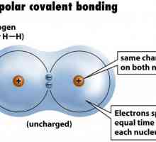 Primjer nepolarne kovalentne veze. Kovalentna veza polarna i nepolarna