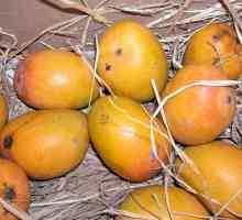 Razgovarajmo s egzotičnim: kako jesti mango