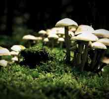 Признаки, сближающие грибы с животными. Материалы для урока