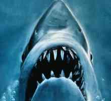O morskim psima: popis filmova, žanrova, recenzija i recenzije