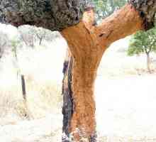 Cork stablo: jedinstven biljni život