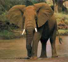 Očekivano trajanje života jednog slona. Koliko godina jedan slon živi u različitim uvjetima?