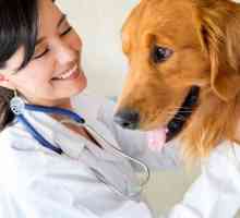 Zanimanje `Veterinarski asistent `: opis radnog mjesta