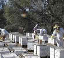 Industrijsko pčelarstvo - što je potrebno? Roba za pčelarstvo. Pčelarski tečajevi