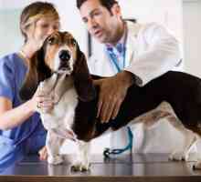 Prostatitis kod pasa: mogući uzroci, simptomi i karakteristike liječenja