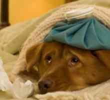 Hladnjaci kod pasa: simptomi i liječenje