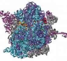 Jednostavni i složeni proteini. Struktura, funkcije, svojstva, svojstva, primjeri kompleksnih…