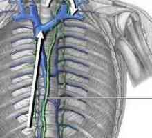 Torakalni limfni kanal: anatomija. Limfni sustav. Limfne žile