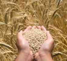 Dezinficijensi sjemena: sve o drogi i njezinim učincima