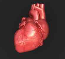 Vodljivi sustav srca: struktura, funkcije i anatomska i fiziološka obilježja