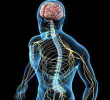 Vodljiva i refleksna funkcija leđne moždine