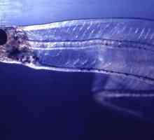 Prozirna riba: fotografija i opis. Salpa Maggiore - prozirna riba