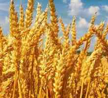 Pšenica - što je to? Važnost biljaka u ljudskom životu