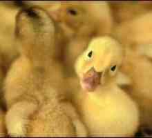 Patka patka: značajke njege i hranjenja