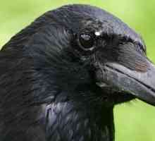 Птица черная с черным клювом. Чёрная птица с большим клювом