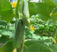 Bean krastavac Mels F1: recenzije, opis sorte, značajke i uzgoj