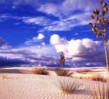 Desert Thar: fotografija, fauna. Gdje je pustinja Tar?