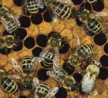 Tko su pčele? Što je spol radnih pčela? Sastav pčele obitelji