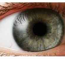 Iris, Iris. Značajke strukture ljudskog oka