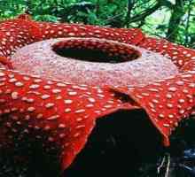 Rafflesia (cvijet): opis i fotografija