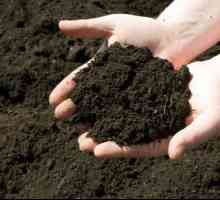 Deoksidacija tla u proljeće. Pet načina za smanjenje kiselosti tla