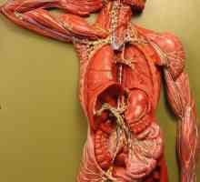 Položaj limfnih čvorova na ljudskom tijelu (na vratu, u prepona i pod rukama)