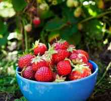 Sadnice jagoda: pravila za uzgoj