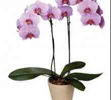 Reći vam kako reanimate orhideja kada lišće osjeti i korijenje umre