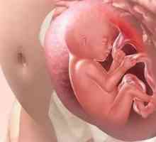 Razmotrimo detaljnije kako dijete diše u maternicu