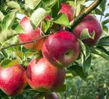 Udaljenost između jabuka tijekom sadnje kako točno odrediti?