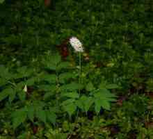 Plant tsimicifuga, ili klopogon racemose: opis, fotografija, uzgoj, primjena