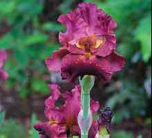 Biljka Iris: karakteristika i opis. Popularne sorte