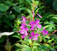 Kiprei biljka: korisna svojstva i kontraindikacije za muškarce
