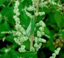 Bijela bijela biljka: opis, svojstva, uporaba u hrani