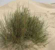 Pustinjska biljka saxaul. Njemaul: cvjetnica pustinjskog drveta