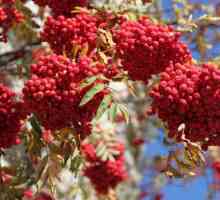 Biljka ashberry: korisna svojstva i savjeti za uzgoj