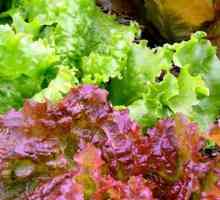 Plant salata: sorte, uzgoj, korisna svojstva