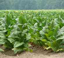 Duhan biljke: rastuća i korisna svojstva