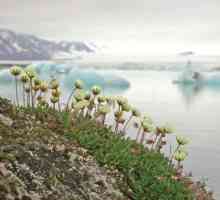Biljke arktičkih pustinja. Biljke arktskih pustinja Rusije