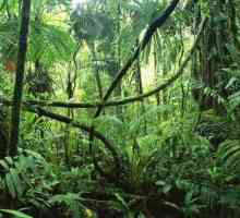 Biljke i životinje Amazone