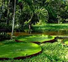 Растения экваториальных лесов. Особенности и значение