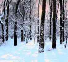 Jesu li stabla zimi ili zimi? Da li zimzeleno raste crnogorično drveće?