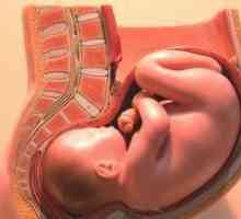 Veličina i težina fetusa u 30 tjedana trudnoće: norma (tablica)