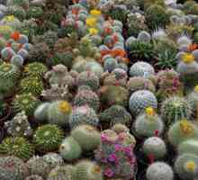 Reprodukcija kaktusa: hortikulturni savjeti