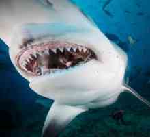 Shark vrste, imena, značajke i zanimljive činjenice