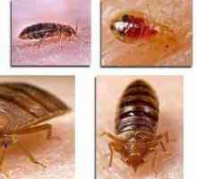 Vrste bedbugs: fotografije s imenima i opise